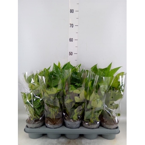 Fatsia japonica   ...