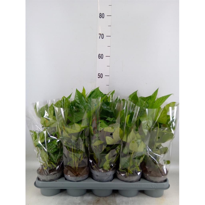 <h4>Fatsia japonica   ...</h4>