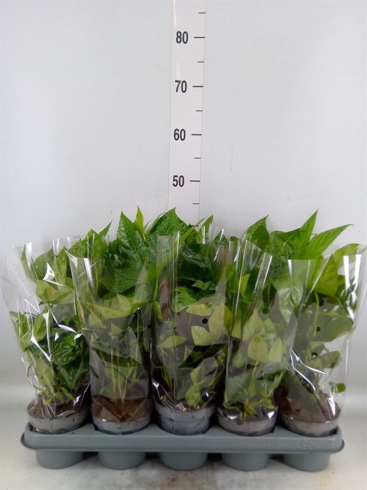 <h4>Fatsia japonica   ...</h4>