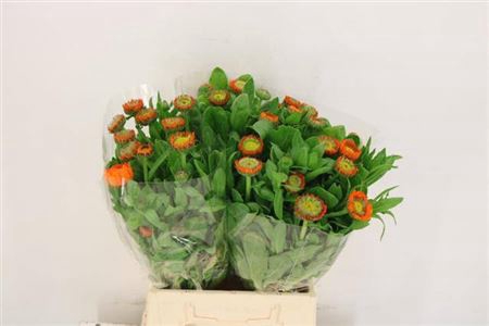 Calendula Green Spot Or