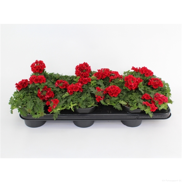 <h4>Verbena Magelana Scarlet</h4>