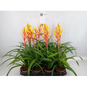 Guzmania dissitiflora