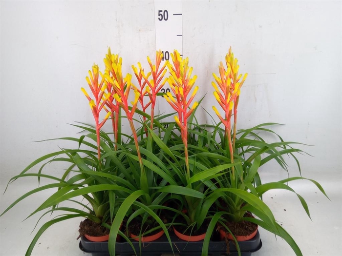 <h4>Guzmania dissitiflora</h4>