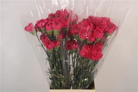 <h4>Di St Bizet</h4>