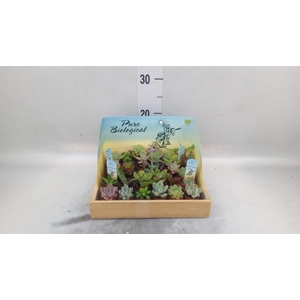 Succulents   ...