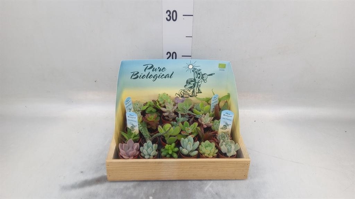 <h4>Succulents   ...</h4>