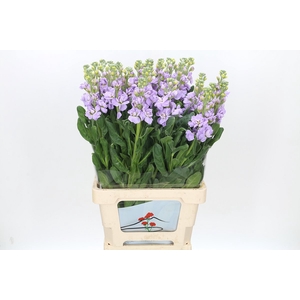 Matthiola Iron Marine