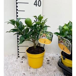 Citrus floridana Limon mini-stem (s2)