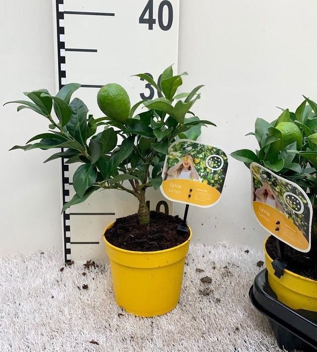 <h4>Citrus floridana Limon mini-stem (s2)</h4>
