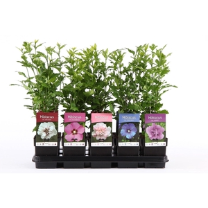 Hibiscus syriacus