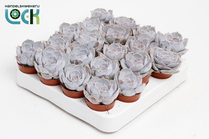 <h4>Echeveria Runyonii</h4>