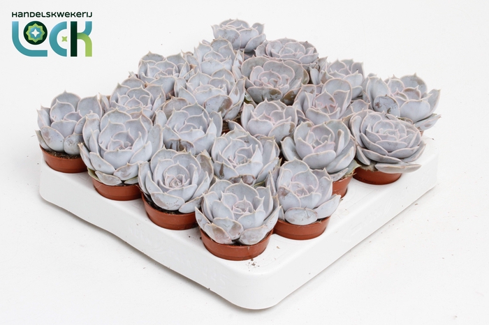 <h4>Echeveria Runyonii</h4>
