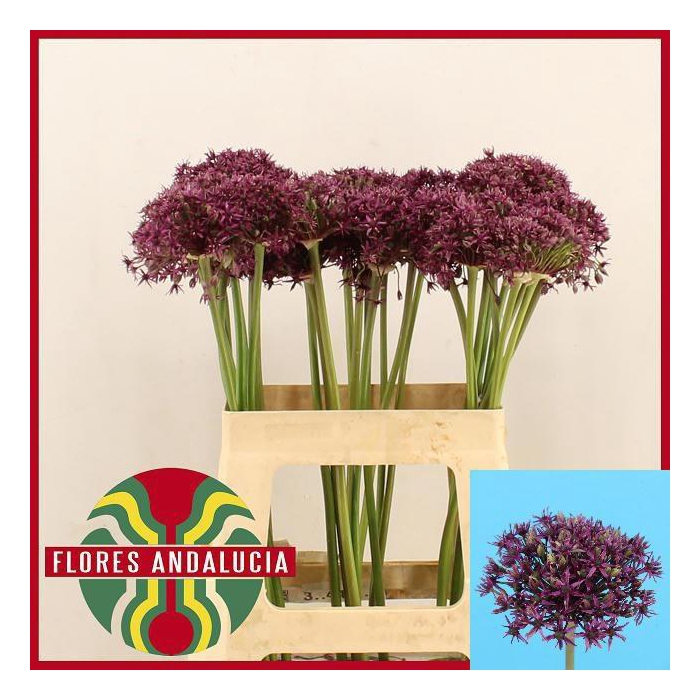 <h4>Allium Miami</h4>