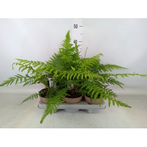 Dicksonia antarctica