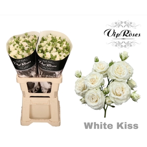 R TR WHITE KISS+
