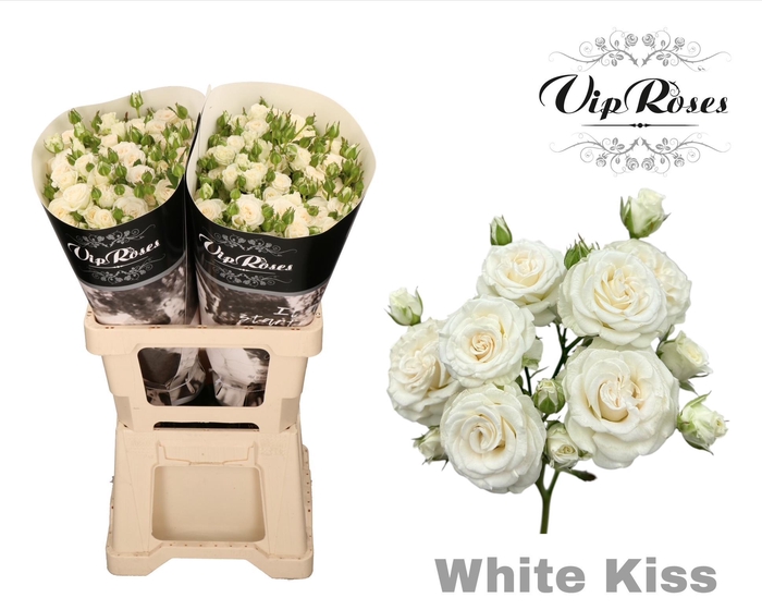 <h4>R TR WHITE KISS+</h4>