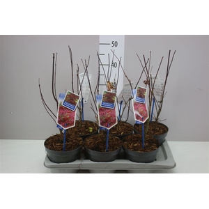 Acer Pa Atropurpureum