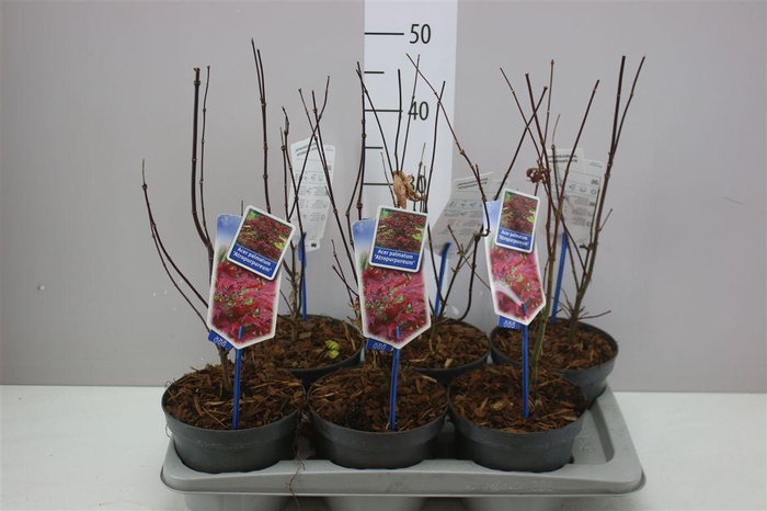 <h4>Acer Pa Atropurpureum</h4>