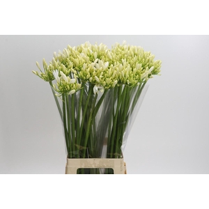 Agapanthus Gletsjer