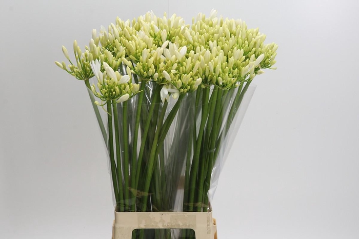 <h4>Agapanthus Gletsjer</h4>