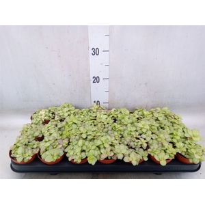 Fittonia   ...