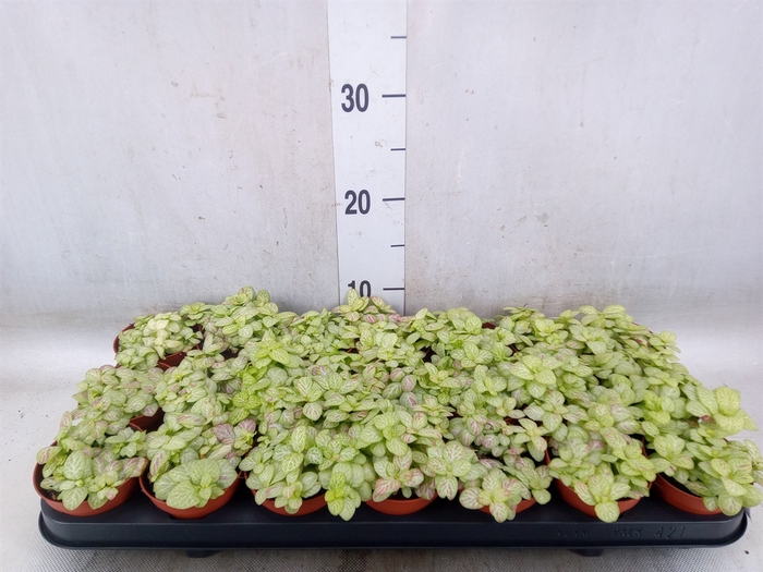 <h4>Fittonia   ...</h4>