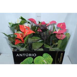 ANTHURIUM VARIADO P17 PREMIUM