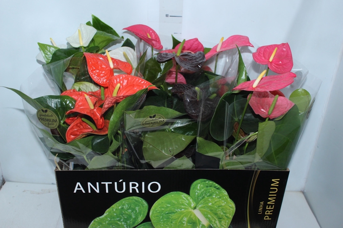 ANTHURIUM VARIADO P17 PREMIUM
