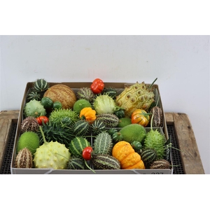 Sier Cucumis Mix Spec Orange X4 Holl