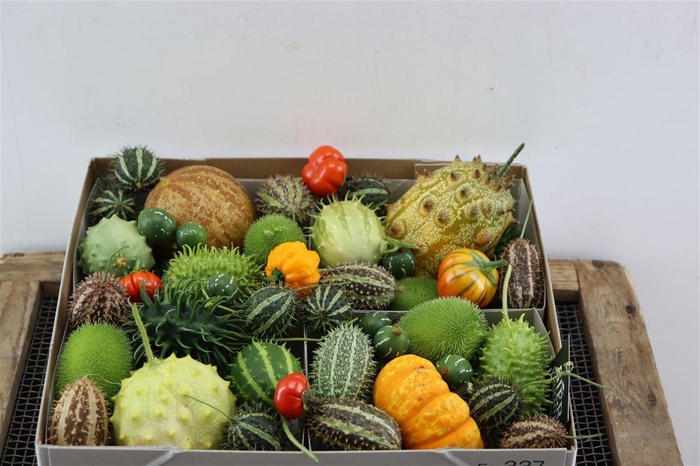 <h4>Sier Cucumis Mix Spec Orange X4 Holl</h4>