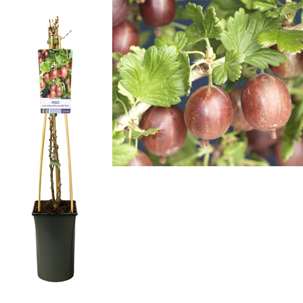 <h4>Ribes uva-crispa Hinnomäki Röd +light label</h4>