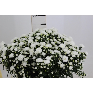 ASTER MARIANA 040 CM