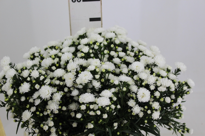 <h4>ASTER MARIANA 040 CM</h4>