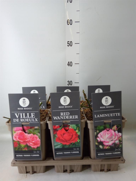 <h4>Rosa FL  ...</h4>