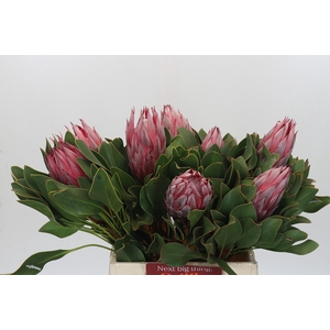 Protea Cynaroides Claire
