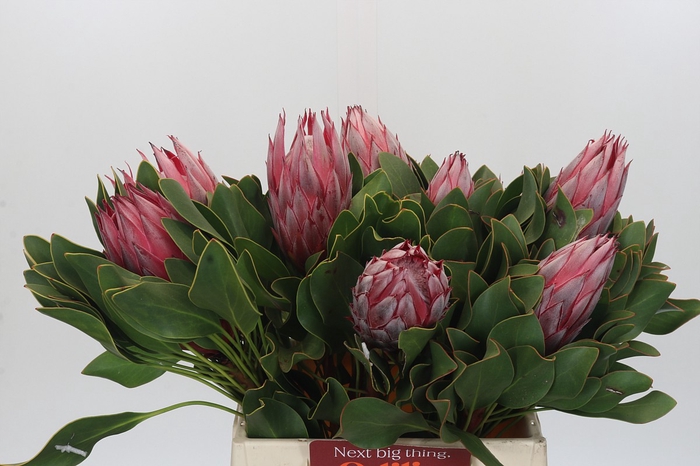 <h4>Protea Cynaroides Claire</h4>
