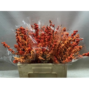 ILEX VE WINTER GOLD