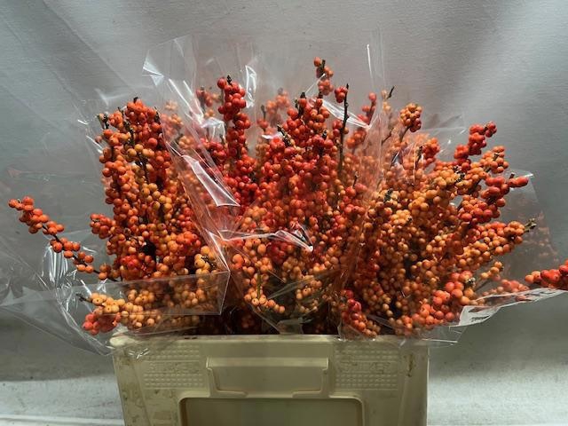 <h4>ILEX VE WINTER GOLD</h4>