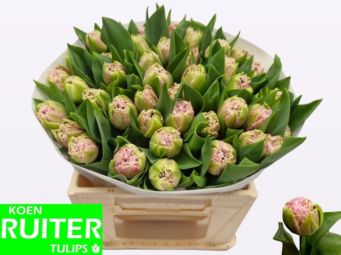 <h4>TU FR CAIRNS</h4>