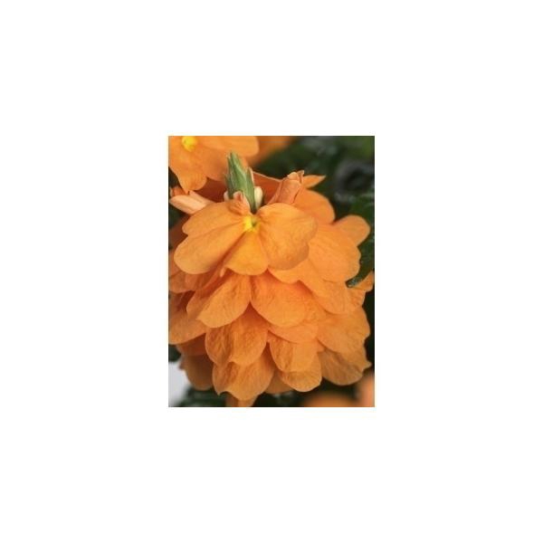 <h4>Crossandra Fortuna 13 Cm Decorum</h4>