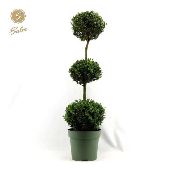<h4>Buxus semp. Trio-Ball on Stem</h4>