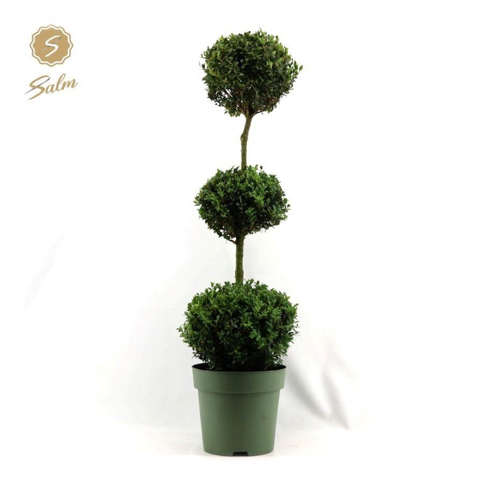 <h4>Buxus semp. Trio-Ball on Stem</h4>