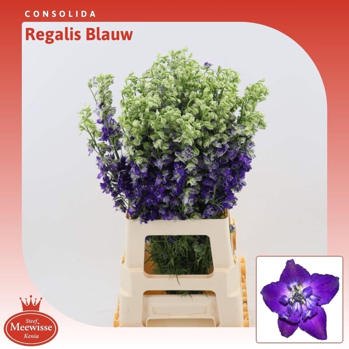 <h4>Consolida Regalis Blauw</h4>