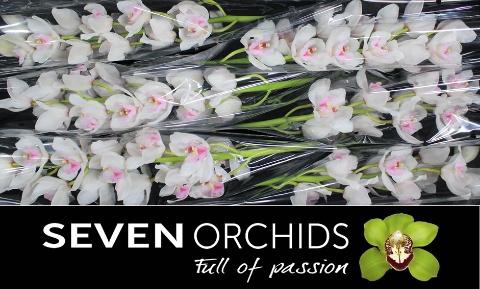 <h4>CYMB T DOS PUEBLOS</h4>