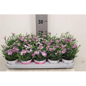 Dianthus Pink Kisses
