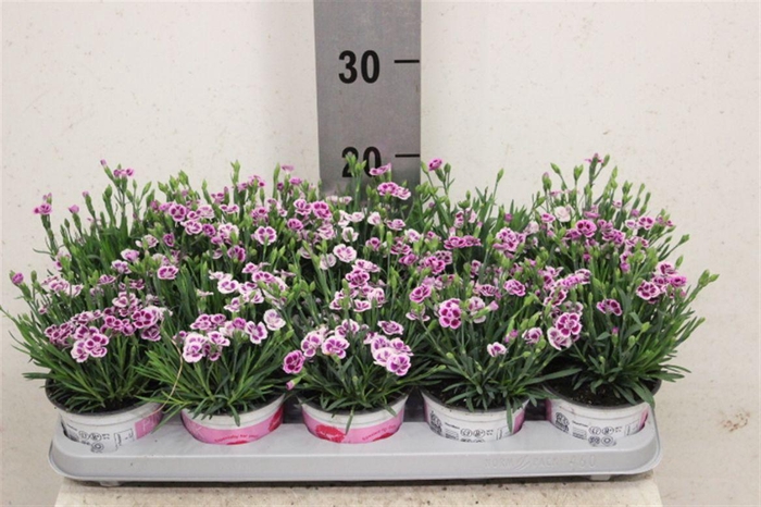 <h4>Dianthus Pink Kisses</h4>
