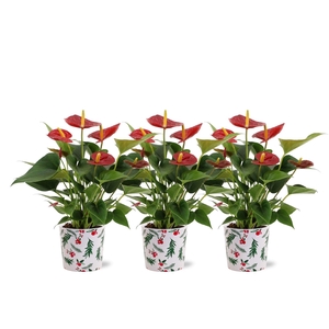 Anthurium Diamond Red in Noel Holly ceramics