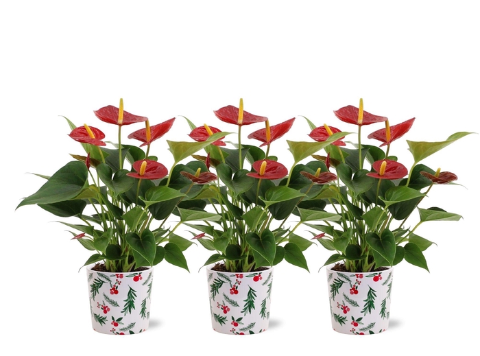 <h4>Anthurium Diamond Red in Noel Holly ceramics</h4>