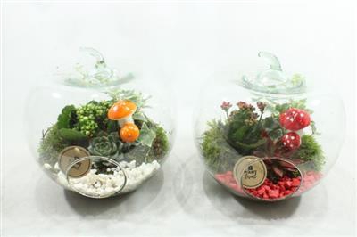 <h4>6567 XXL APPEL</h4>