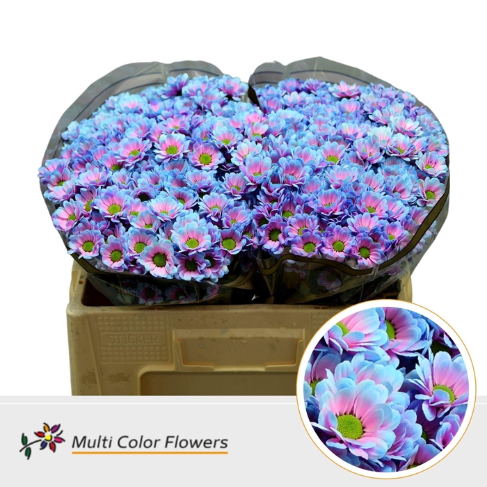 <h4>CHRYSANTHEMUM SA 'BOWIE'  MERMAID</h4>